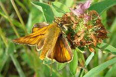 Amblypodia eridanus - Braunkolbiger Braun-Dickkopffalter (Ockergelber Braundickkopffalter)